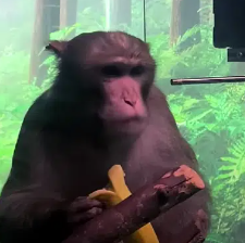 Neuralink Monkey