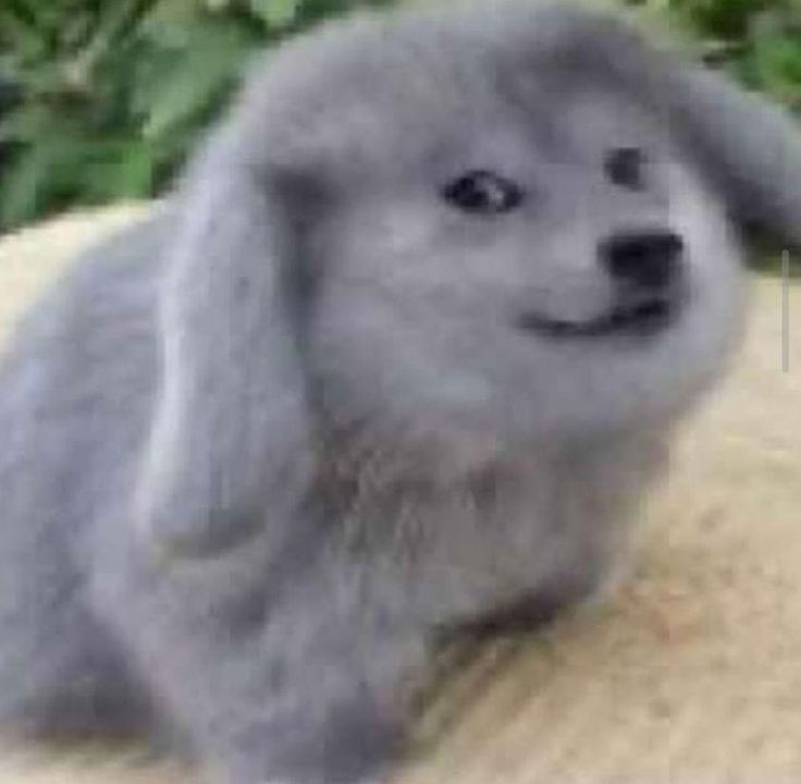Agent Bunninu