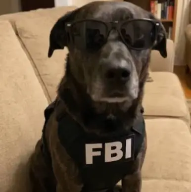 Agency Dog