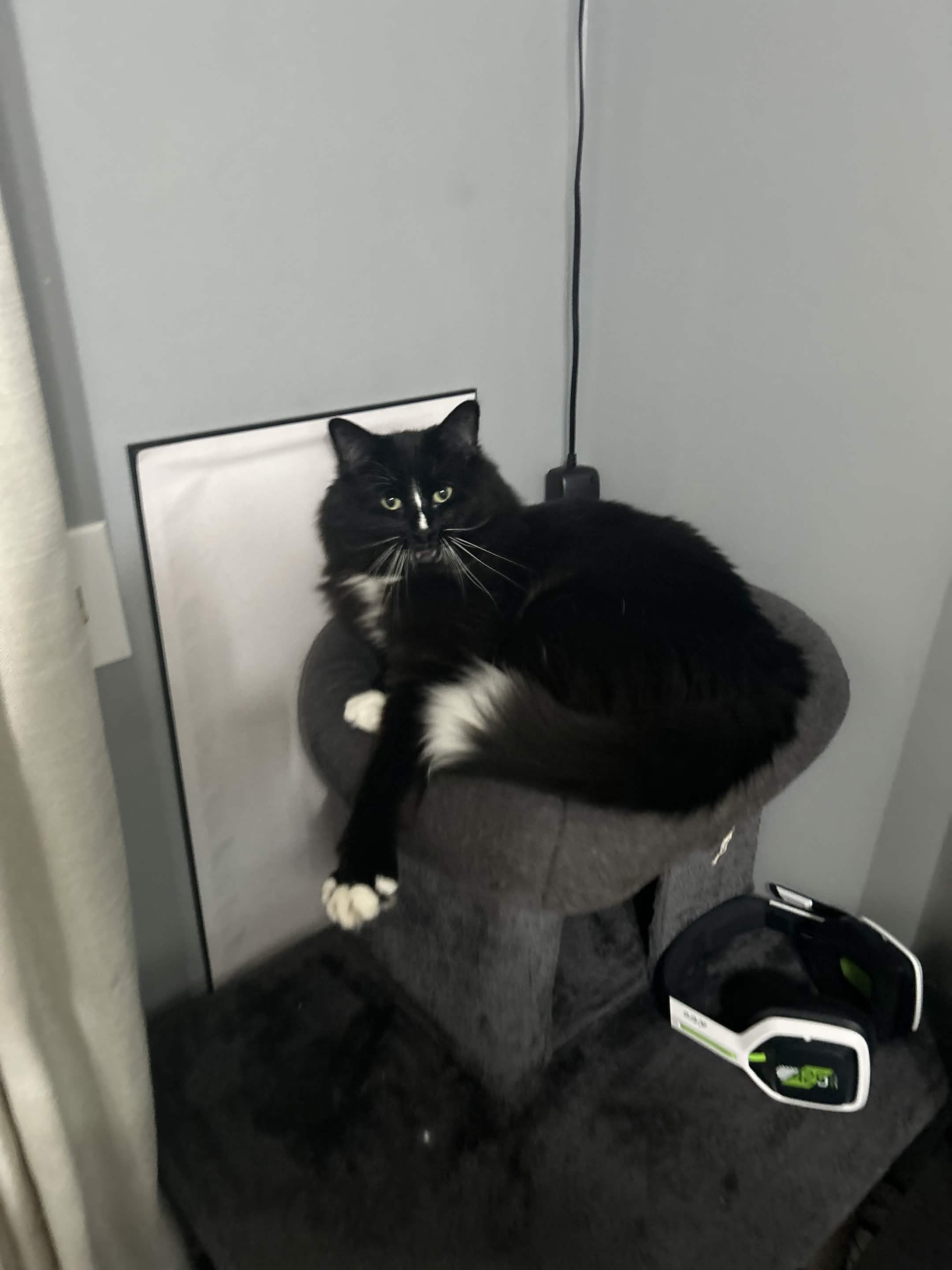 socks the cat